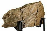Dinosaur (Triceratops) Frill Shield Section w/ Stand - Wyoming #379885-6